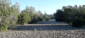 Easy Access to this nearly level lot with trees